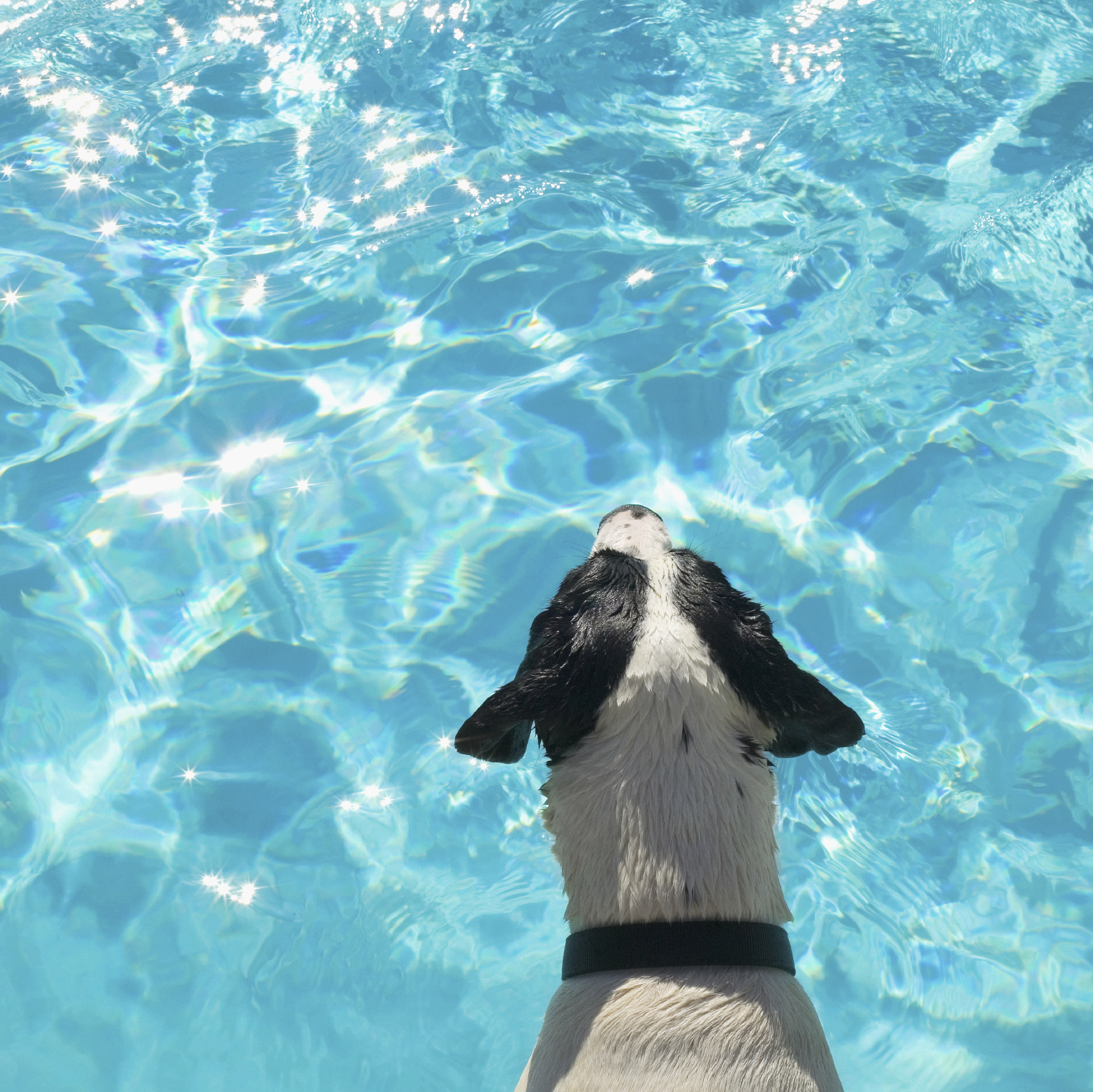 Pool Dog