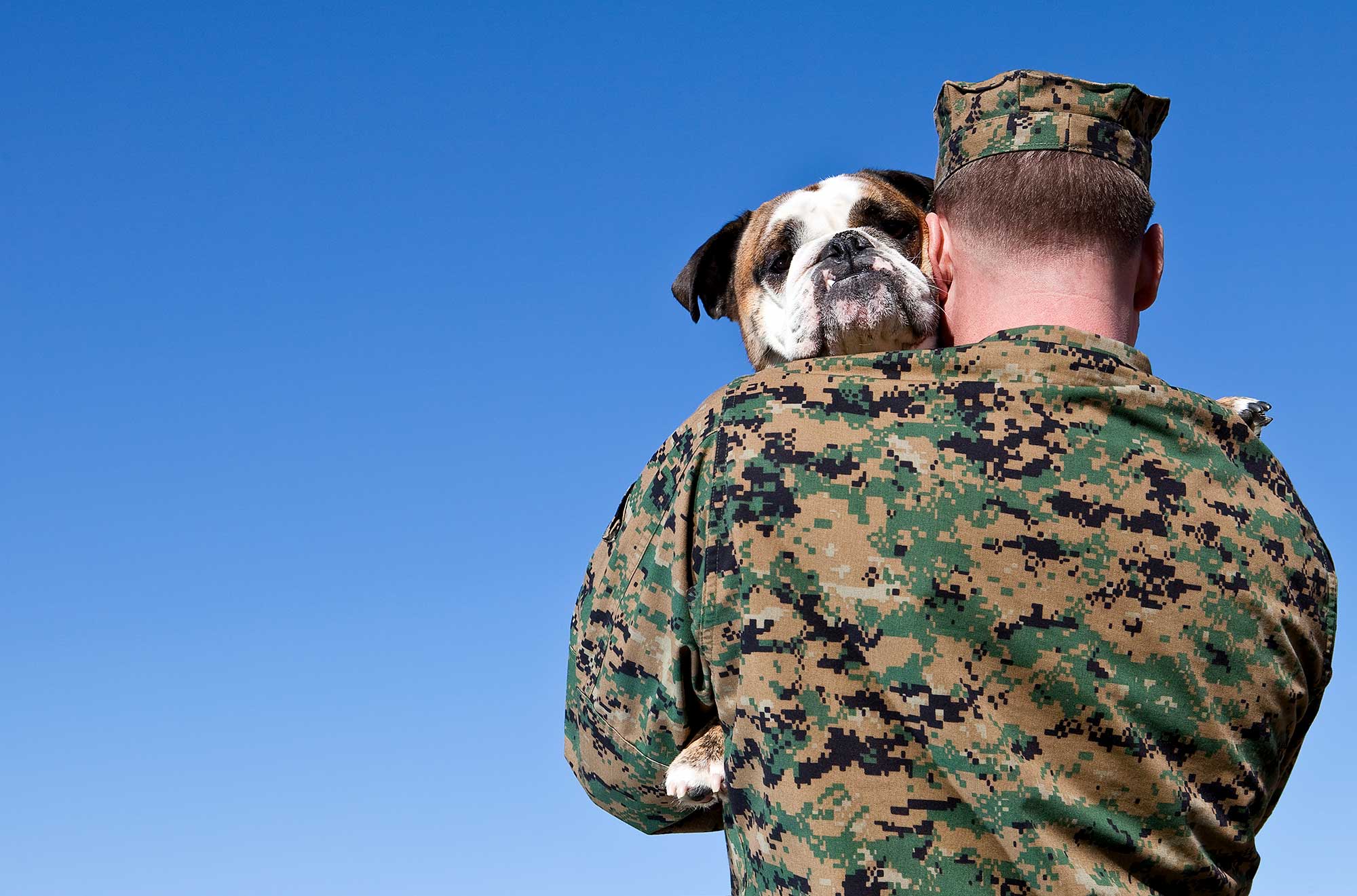 canine veterans