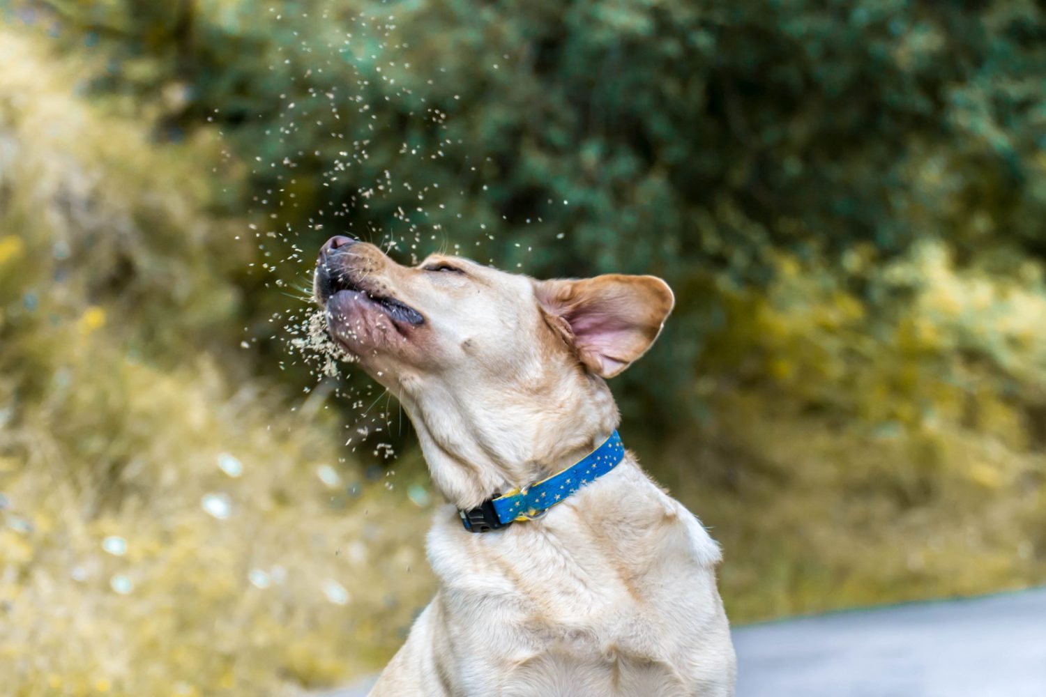 dogs-with-pollen-allergies-archives-ten-west-vet