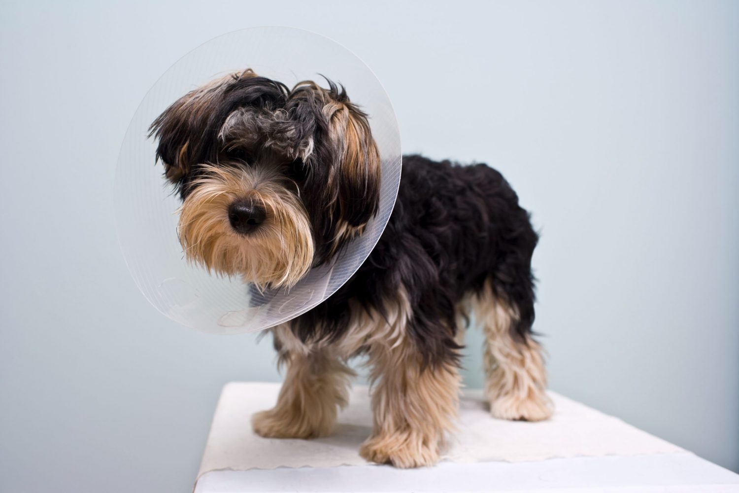 Why Is Spaying Or Neutering Your Pet So Important? | Ten West Vet