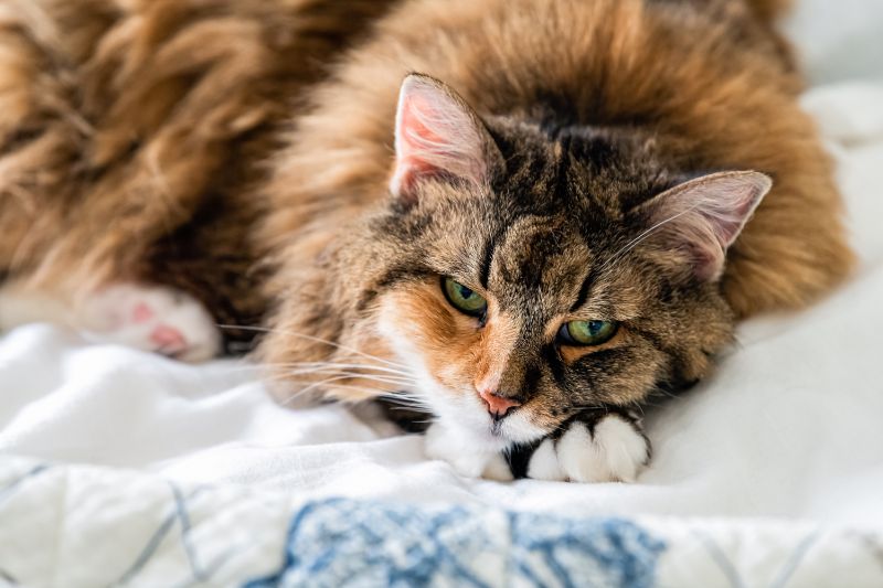 how-to-tell-if-your-cat-is-sick-pet-health-wellness-ten-west-vet