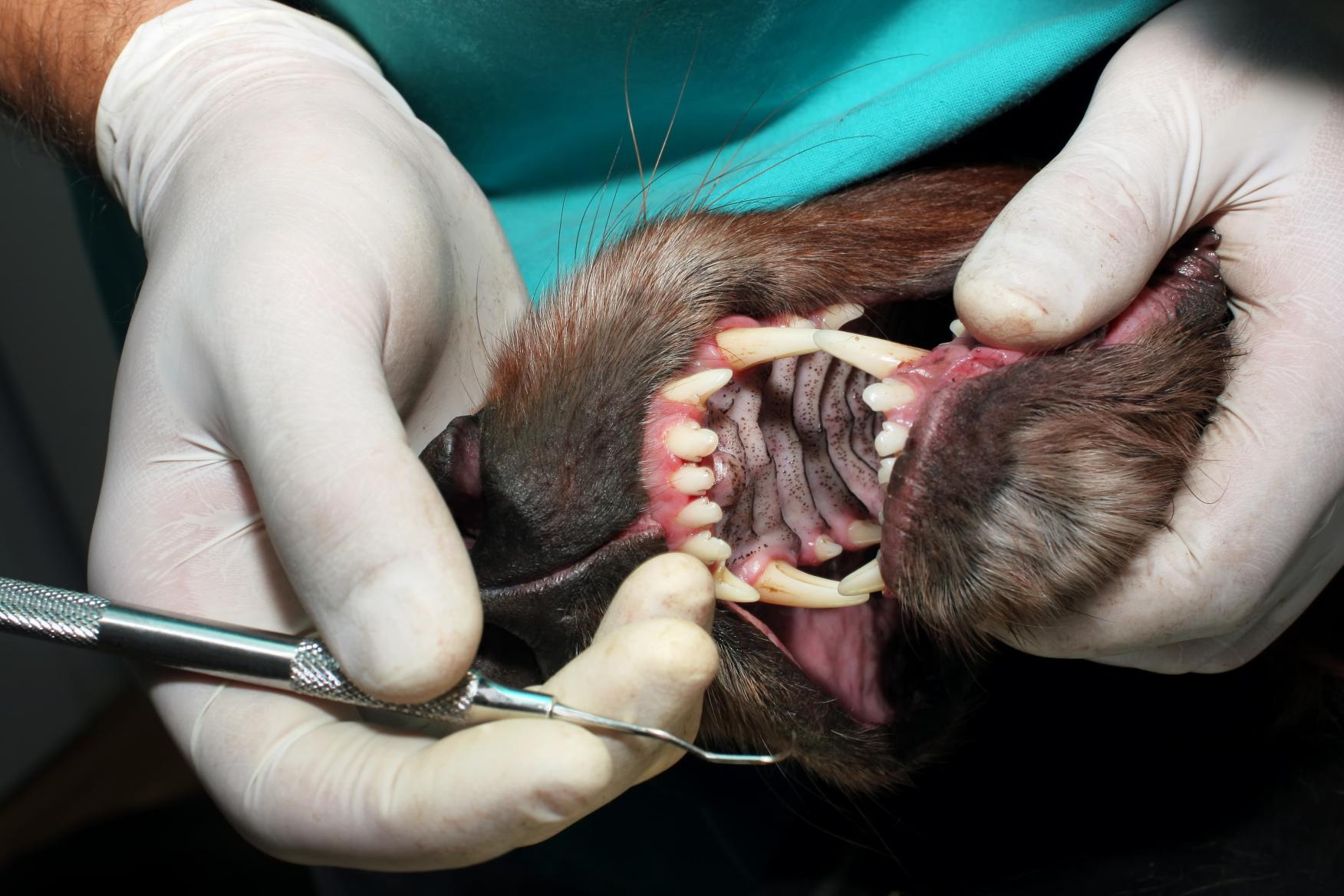 Tooth Extraction In Pets.