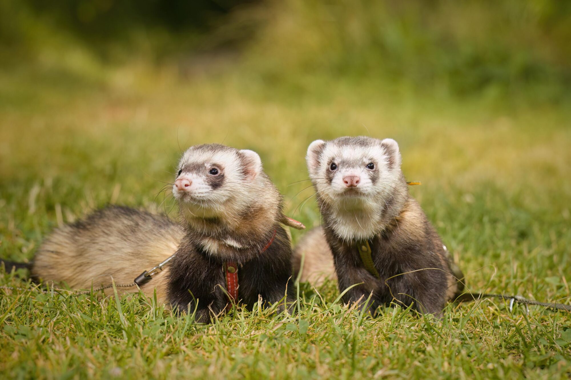 How to Keep Your Pet Ferret Healthy and Happy | Ten West Bird & Animal ...