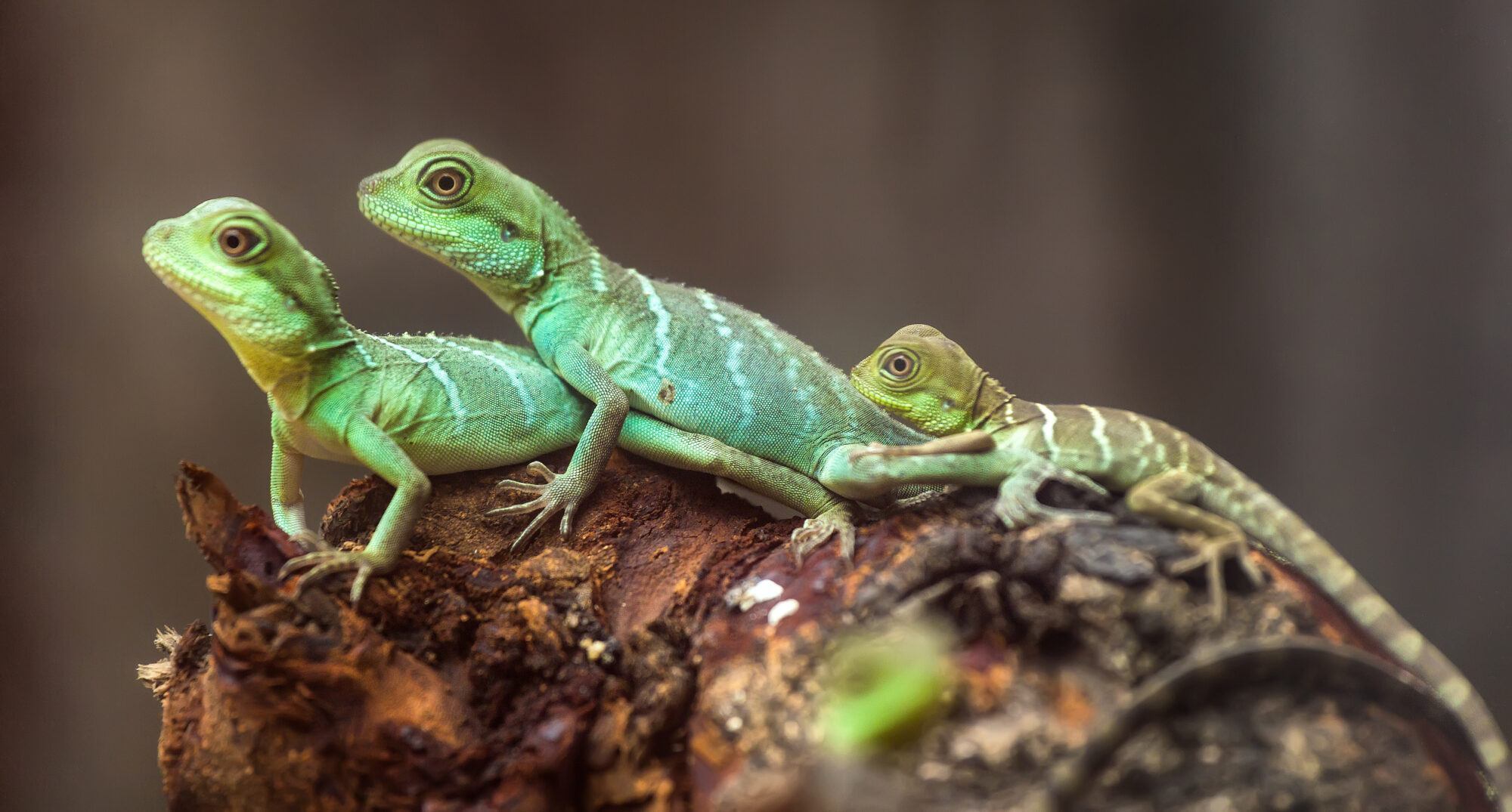 Lizard families.