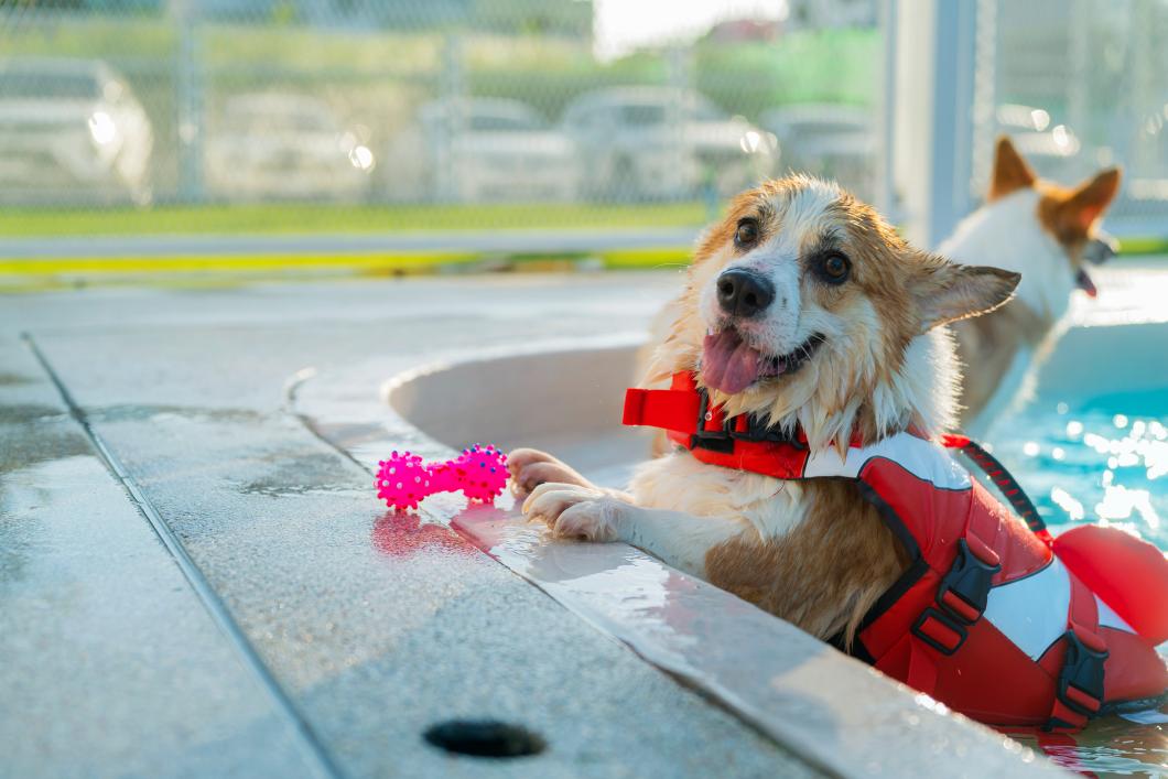 Welsh corgi swimming in the swimming pool.