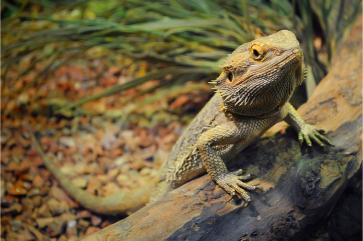 bearded dragon relaxing.