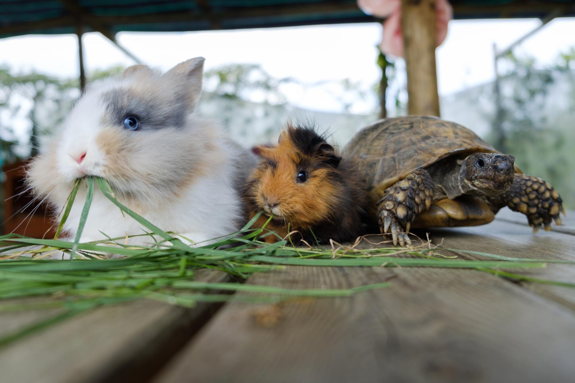 "
Rabbit, guinea pig and turtle ".