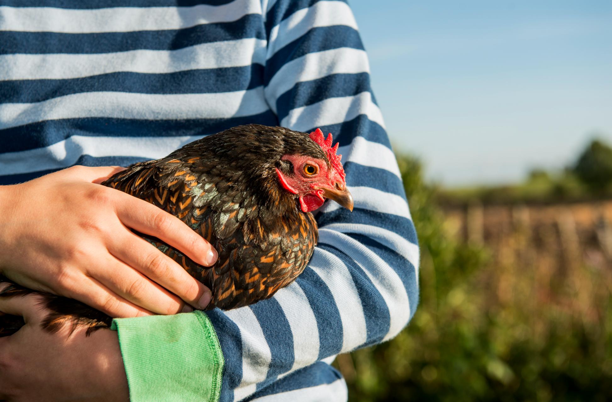 Girl holding a pet chicken.