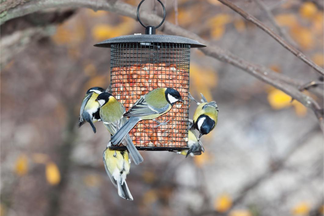 Types of Bird Feeders.