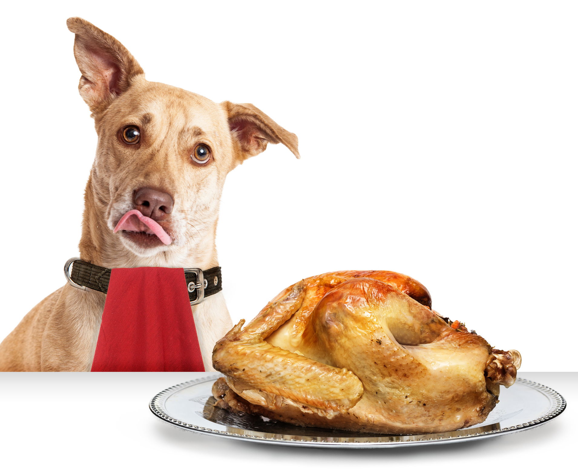 Pet-safe Thanksgiving.